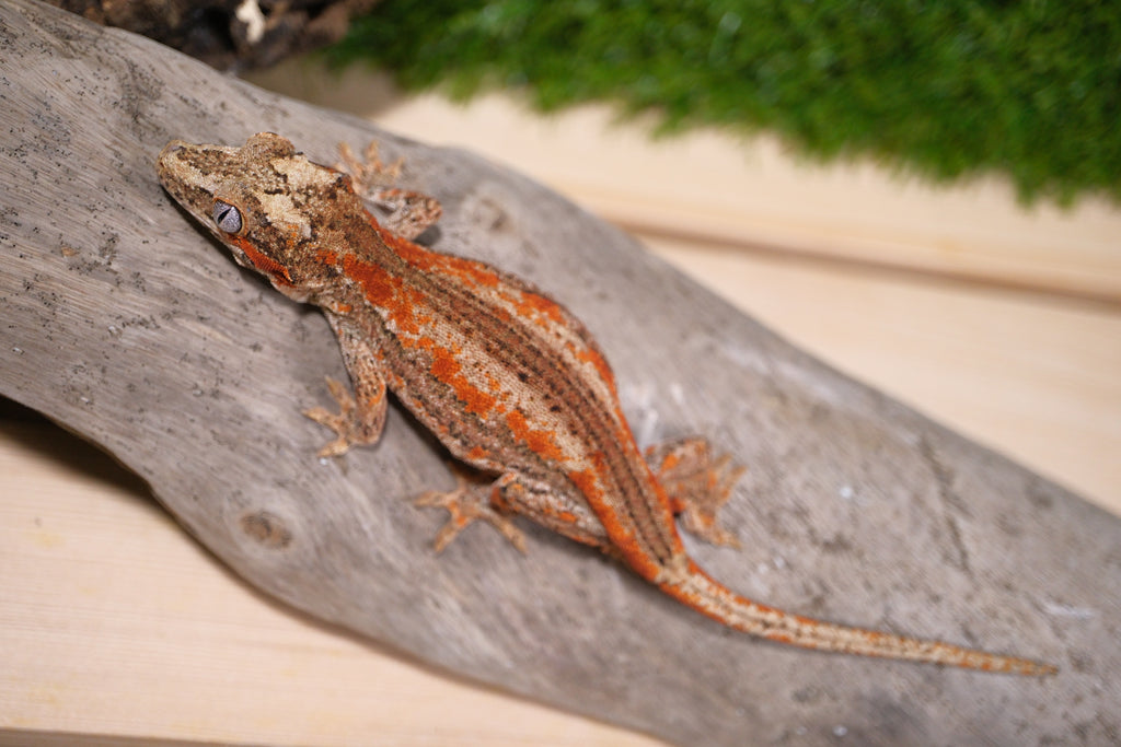 KRG2461