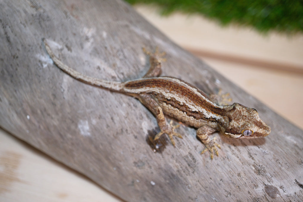 KMG2621